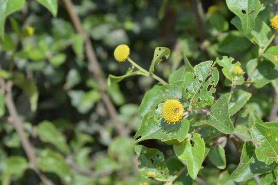 Image of Podanthus ovatifolius Lag.