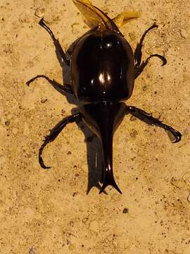 Image of Xylotrupes sumatrensis Minck 1920