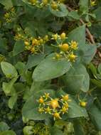 Image of Hypericum grandifolium Choisy