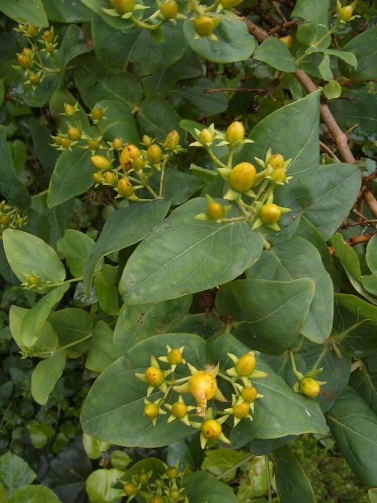 Image of Large-leaved Saint John's Wort