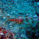 Image of Galapagos triplefin blenny