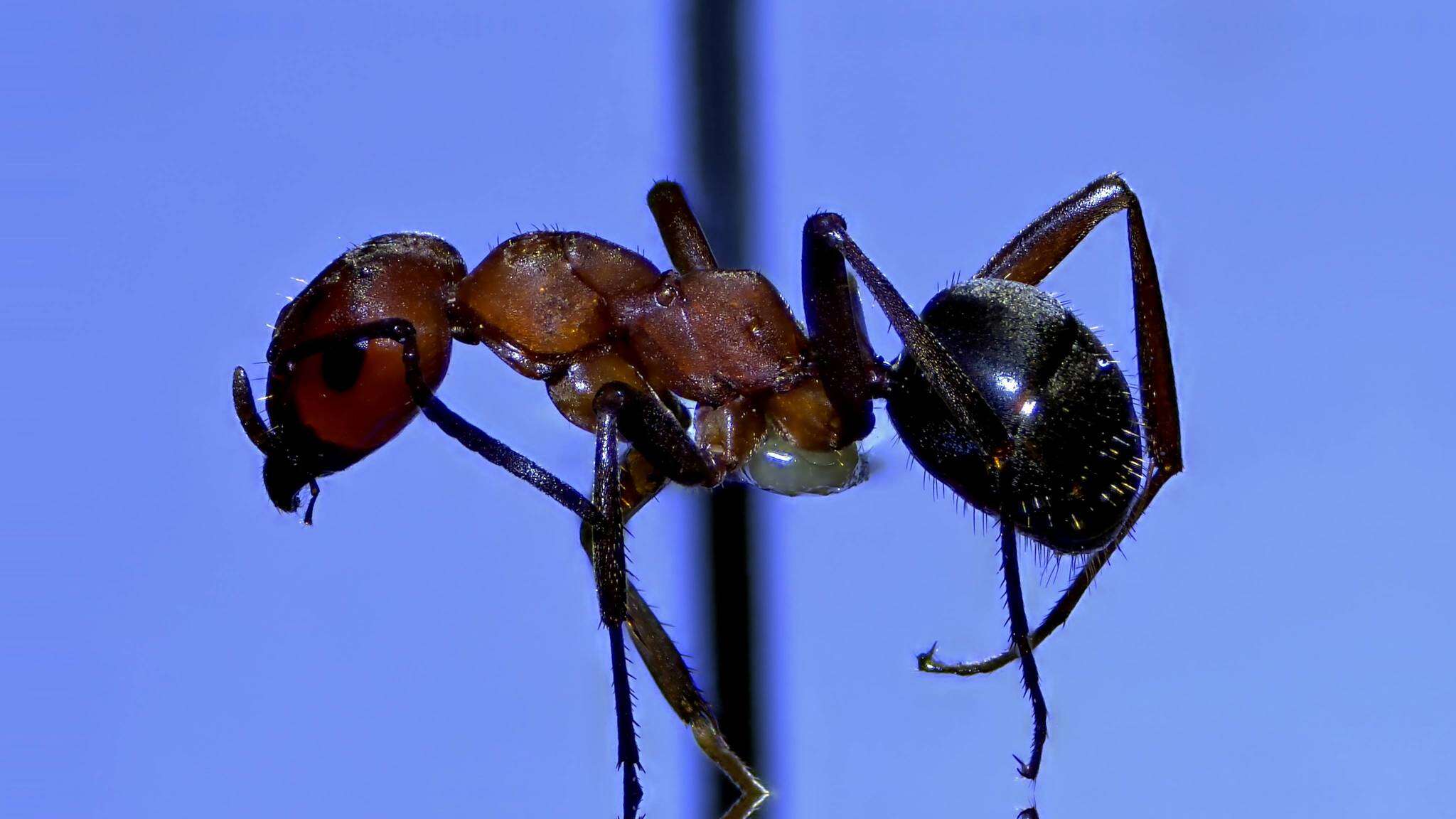 Image of Formica rubicunda Emery 1893