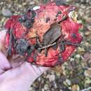 Image of Russula californiensis Burl. 1936