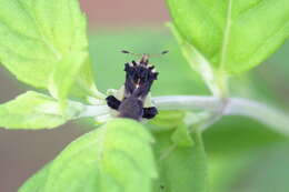 Image of Phymata fasciata mystica Evans 1931