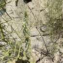 Image of Cylindropuntia californica var. delgadilloana (Rebman & Pinkava) Rebman