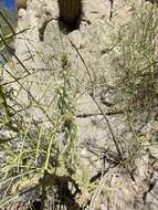 Image de Cylindropuntia californica var. delgadilloana (Rebman & Pinkava) Rebman