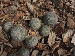 Image de Mammillaria beneckei Ehrenb.