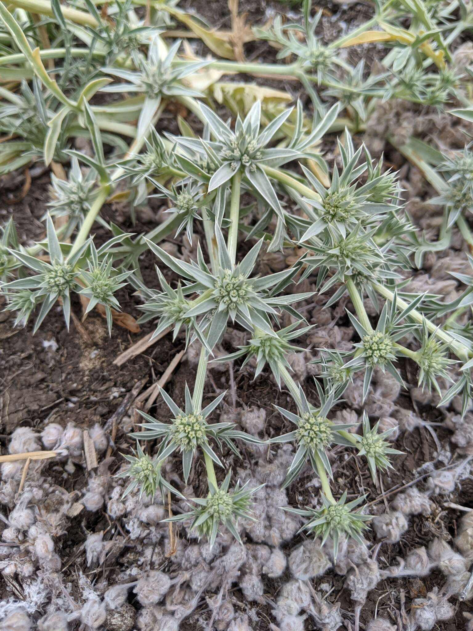 Imagem de Eryngium pendletonense K. L. Marsden & M. G. Simpson