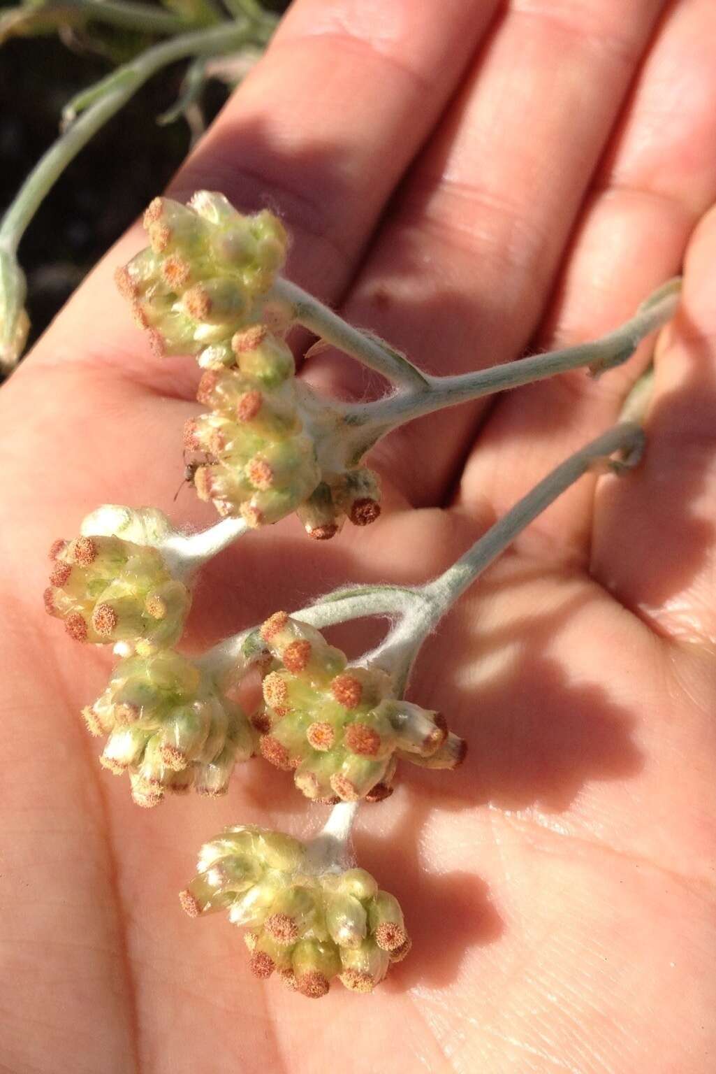 Image of Jersey cudweed