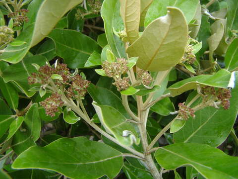 Image de Olearia avicenniifolia (Raoul) Hook. fil.