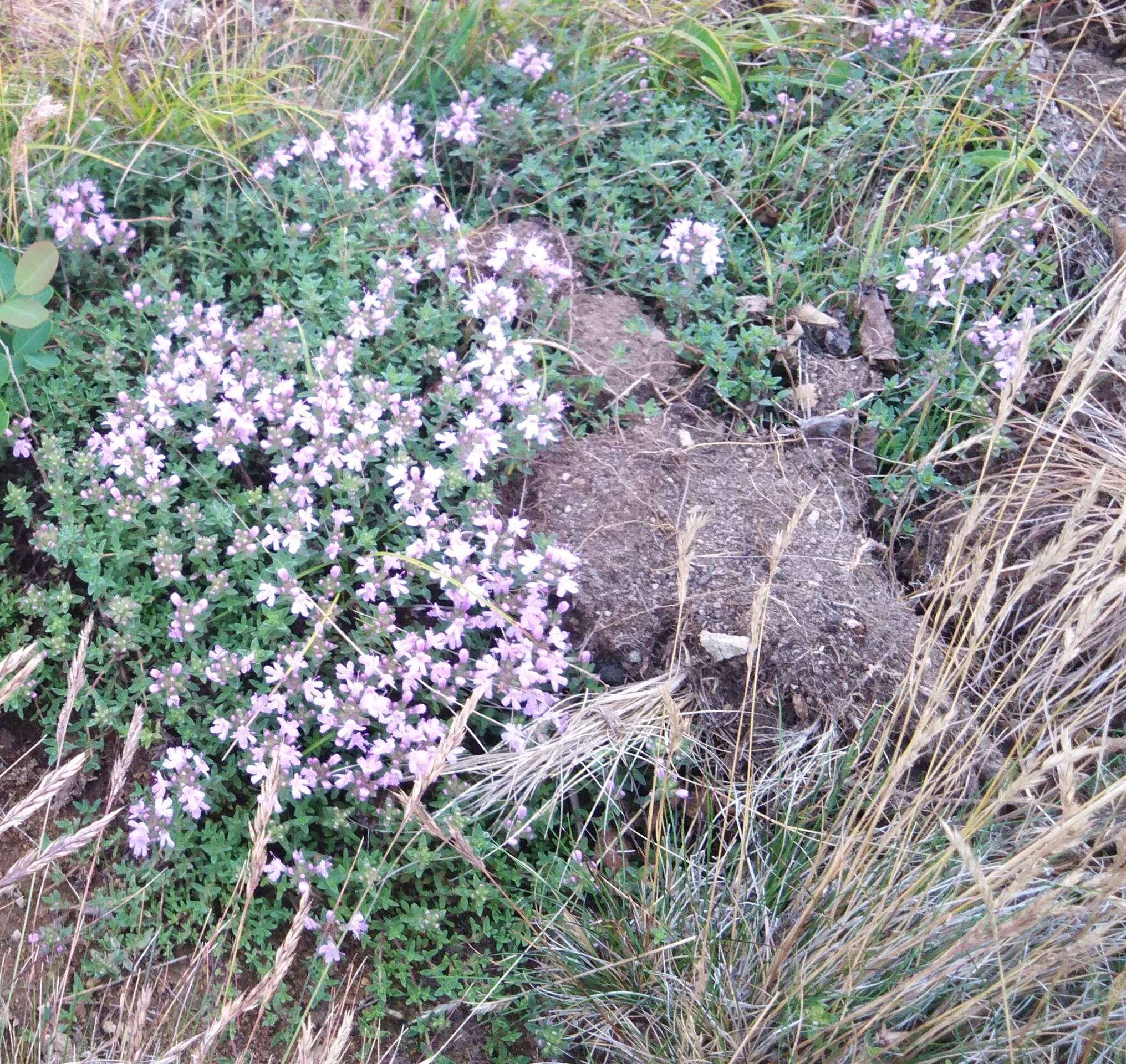 صورة Thymus ternejicus