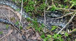 Image of Carpet python