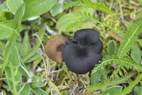 Image of Entoloma serrulatum (Fr.) Hesler 1967