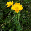 Imagem de Trollius dschungaricus Regel