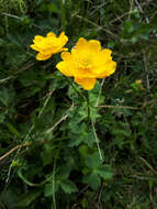 Image of Trollius dschungaricus Regel