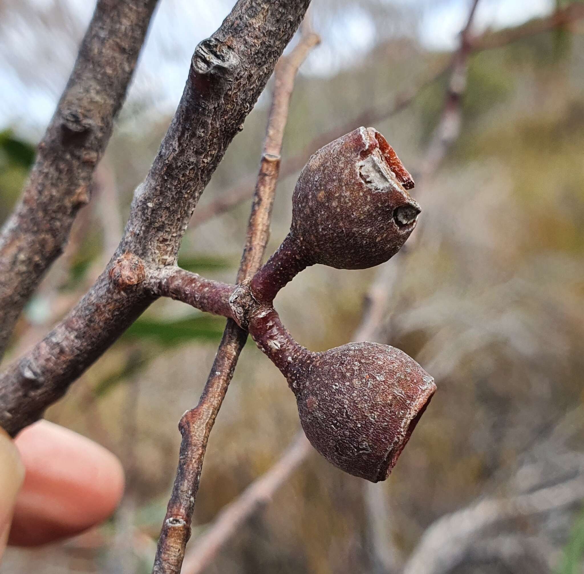 Слика од Eucalyptus burgessiana L. A. S. Johnson & Blaxell