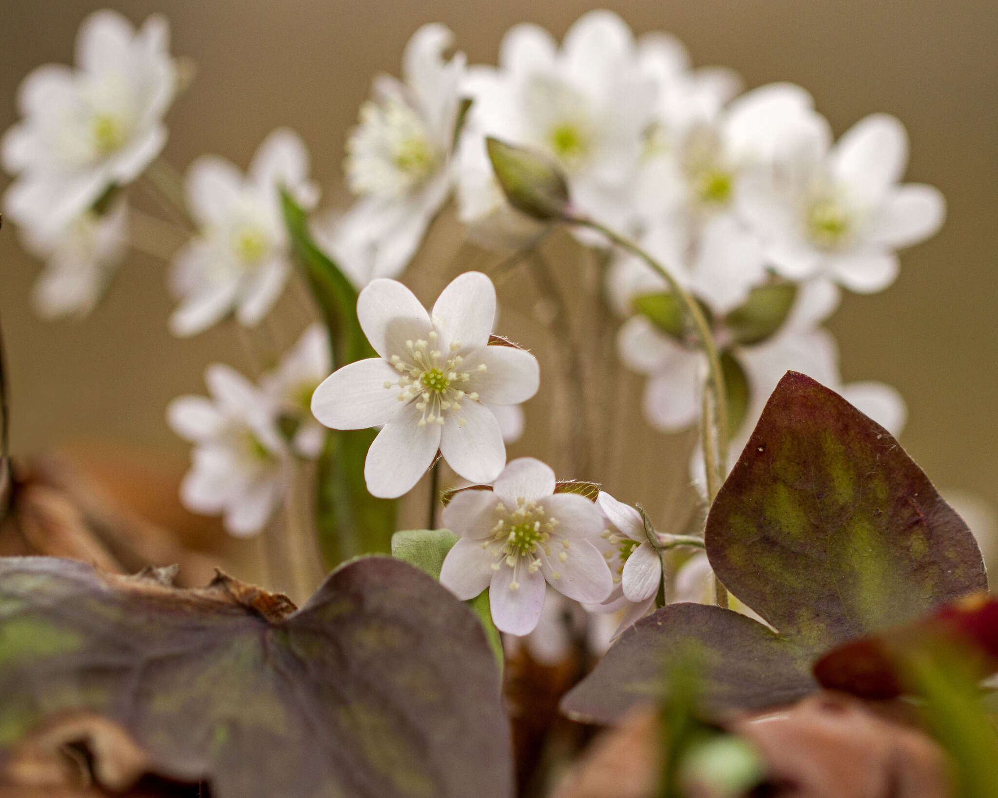 Plancia ëd Hepatica nobilis var. acuta (Pursh) Steyermark