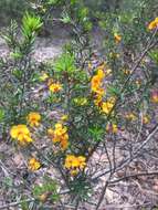 Слика од Pultenaea juniperina Labill.