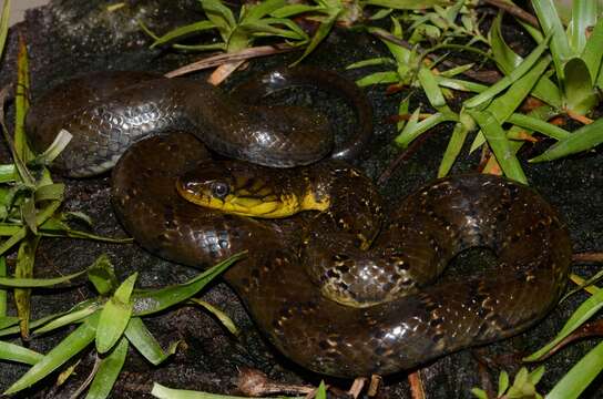 Image of Smith's African Water Snake