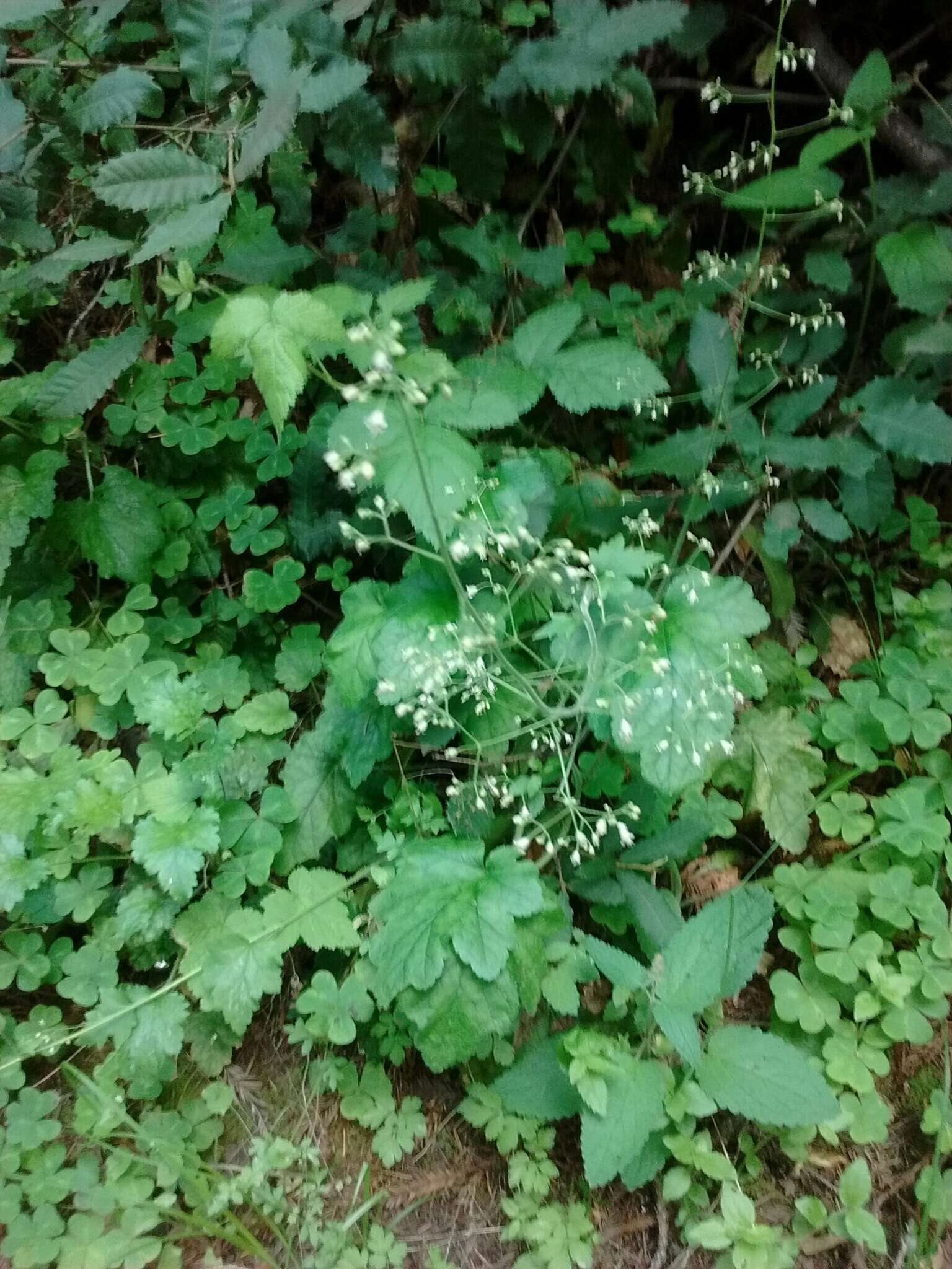 Image of crevice alumroot