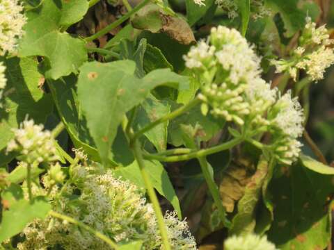 Image of Mikania natalensis DC.