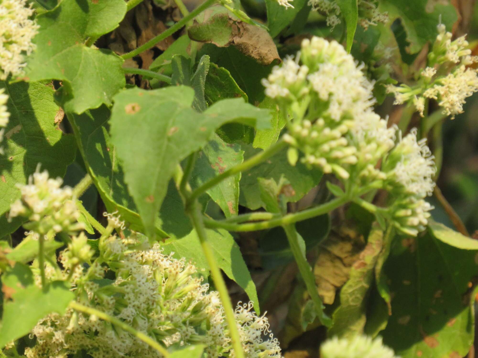 Mikania natalensis DC. resmi