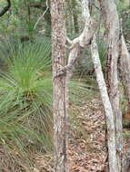 Image of Frilled Lizard