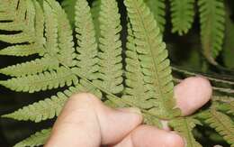 Image of Parasitic Waterfall Fern