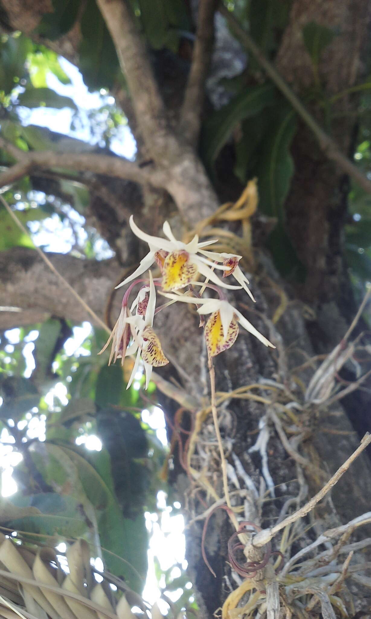 Image of Barkeria obovata (C. Presl) Christenson