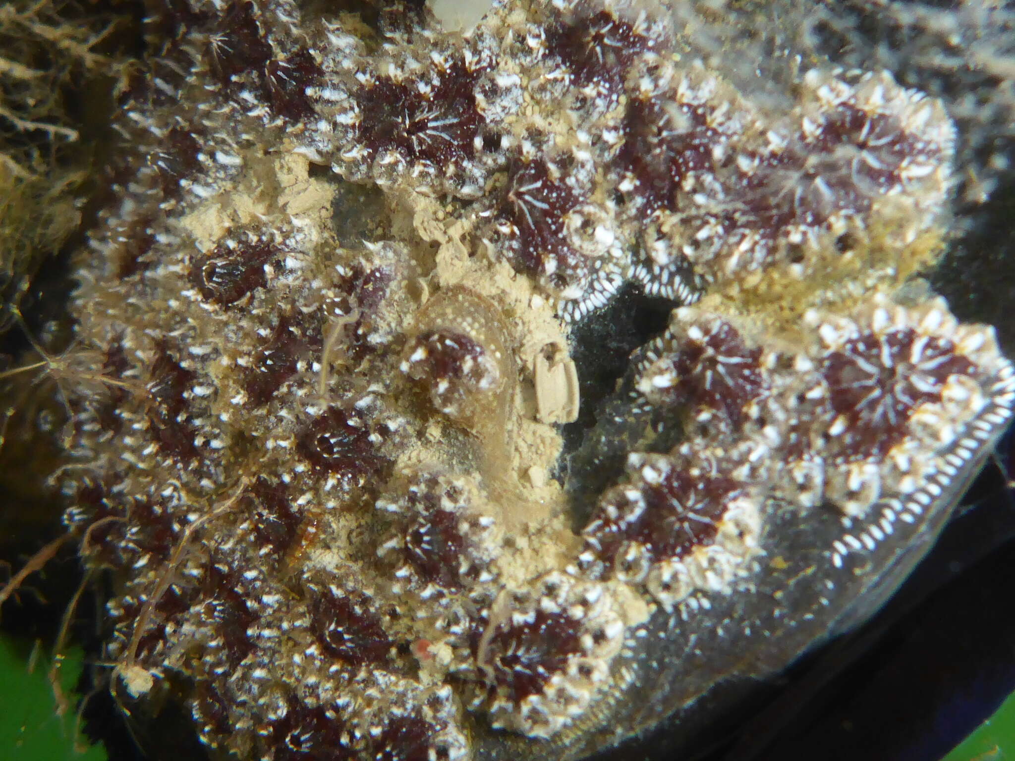 Image of Star ascidian