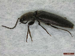 Image of Hemicrepidius niger (Linnaeus 1758)