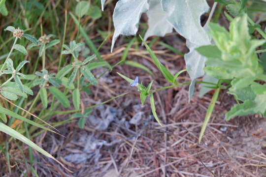 Image of whitemouth dayflower