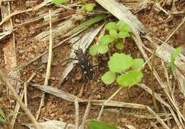 Image of Cicindela (Ancylia) calligramma Schaum 1861