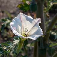 Image of Latin Thorn-Apple