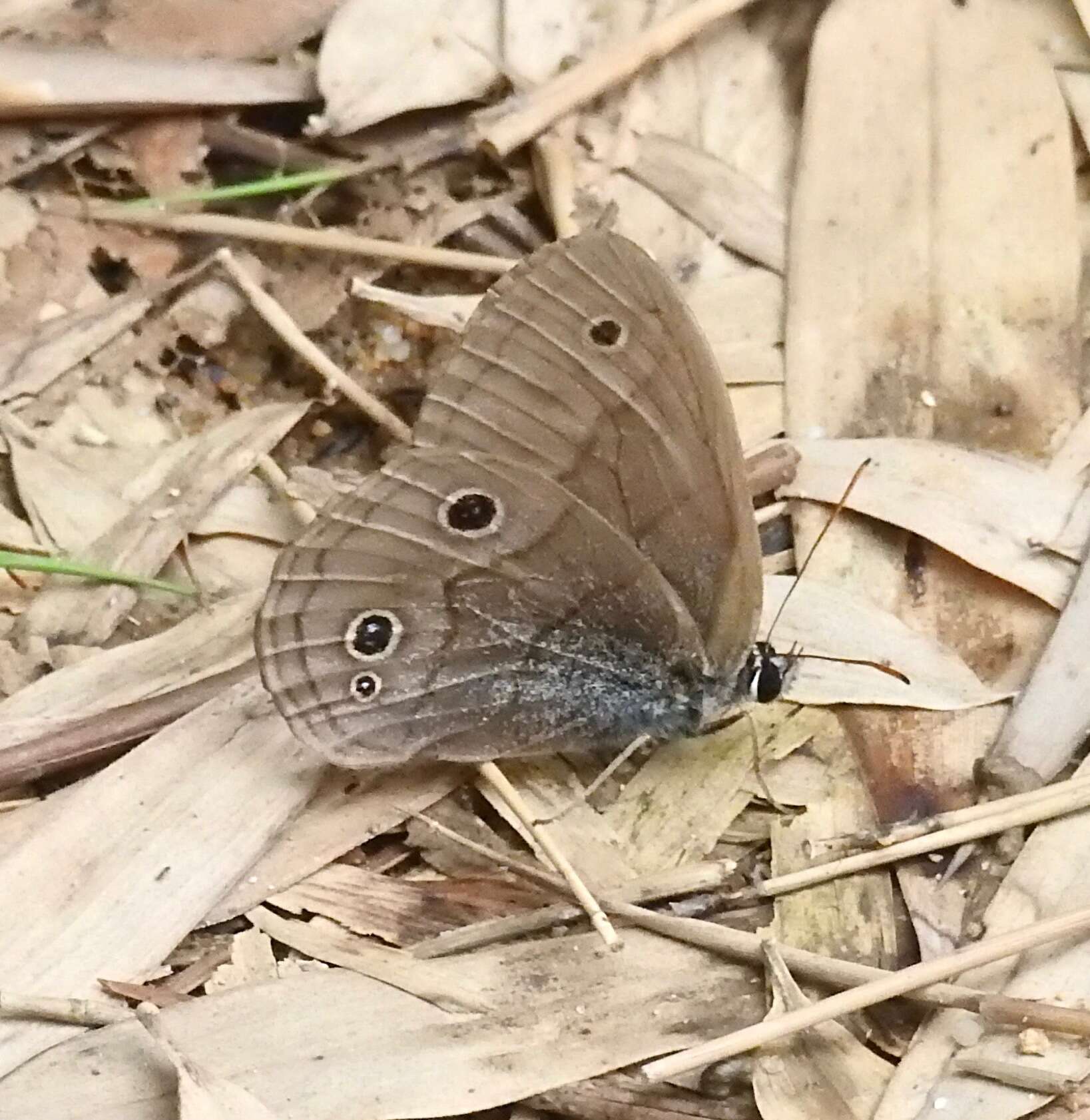 Image de Palaeonympha opalina Butler 1871