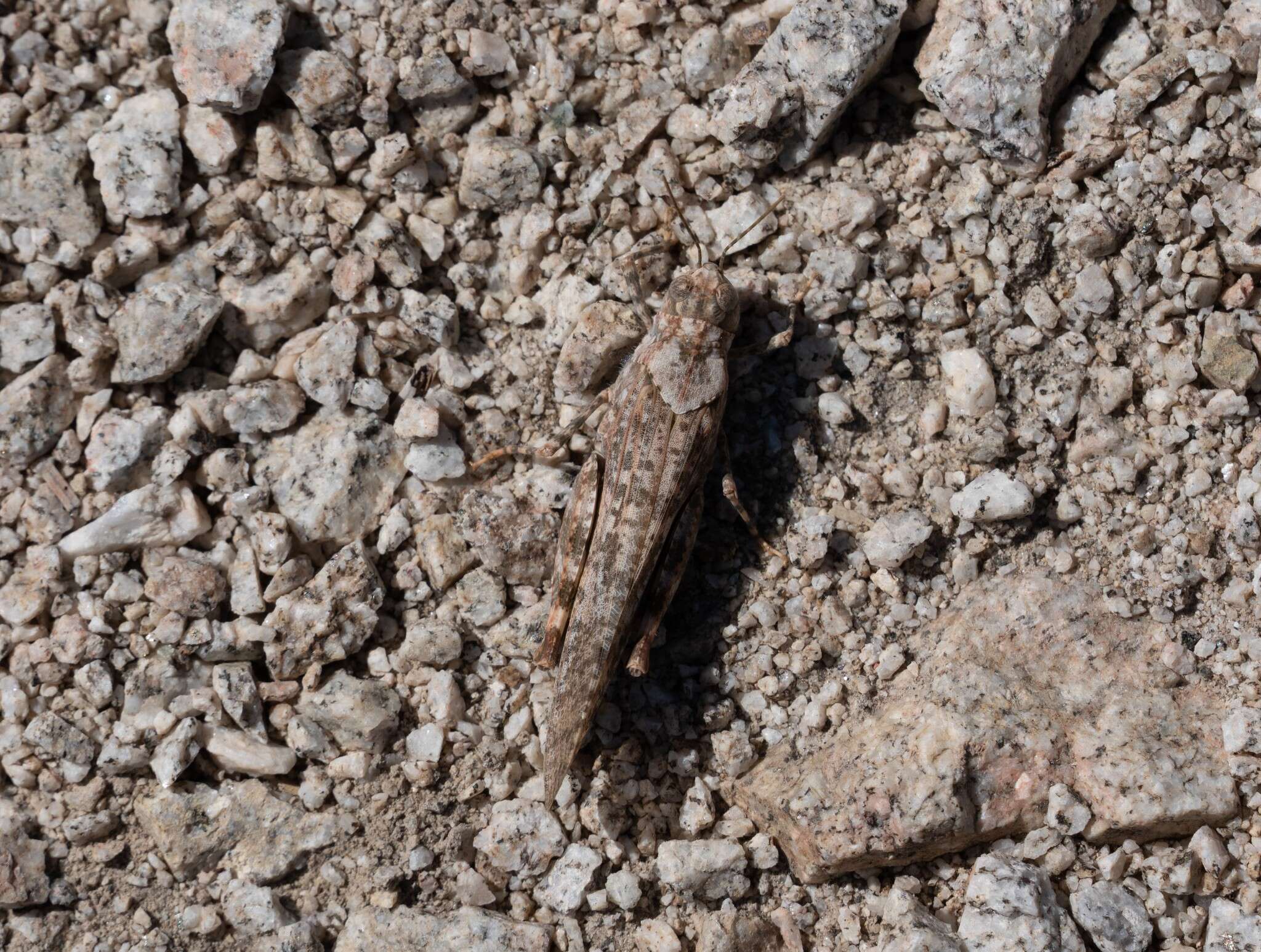 Image of Shasta Grasshopper