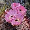 Image of Austrocactus bertinii Britton & Rose