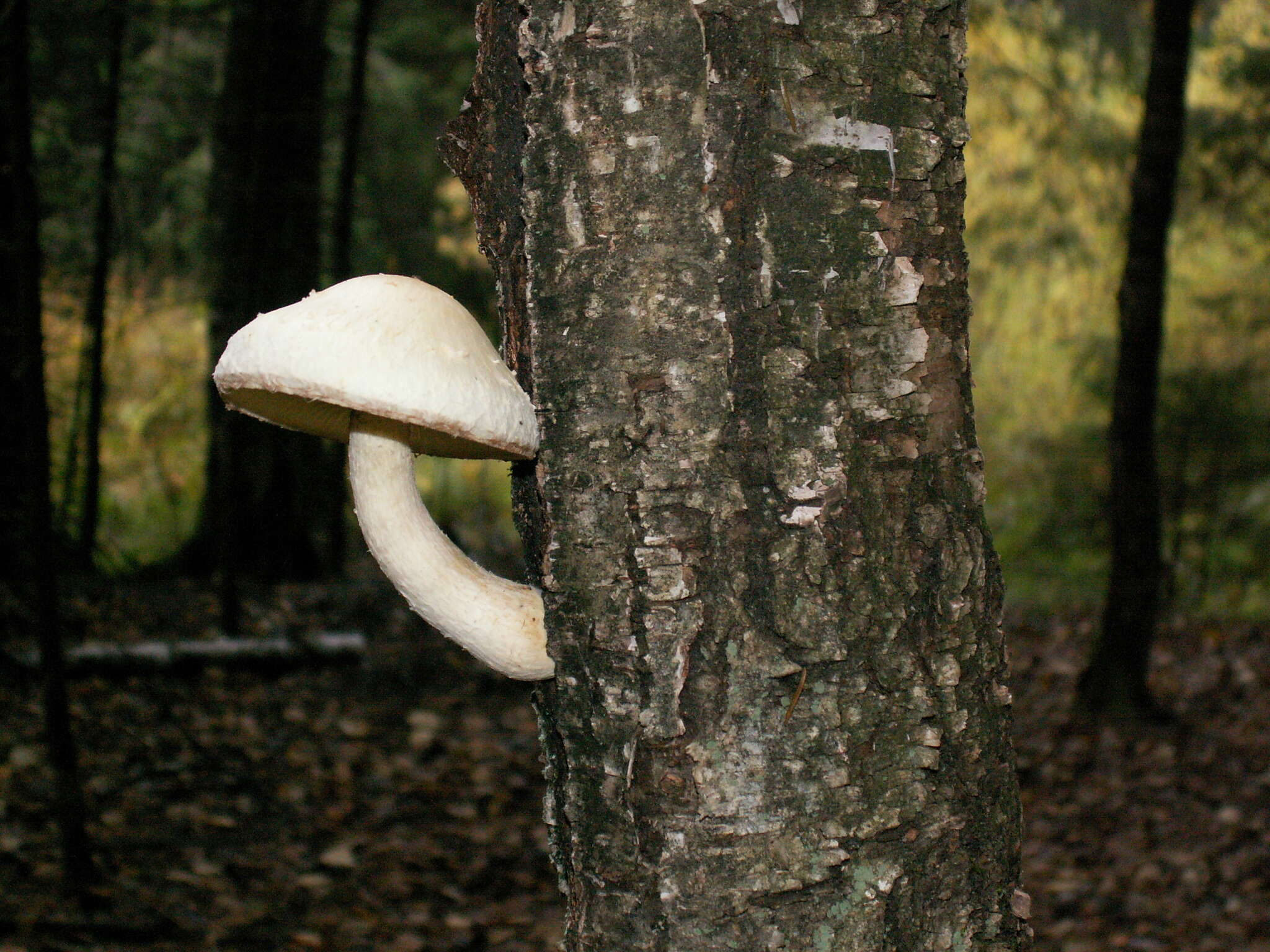 Imagem de Hemipholiota heteroclita (Fr.) Bon 1986