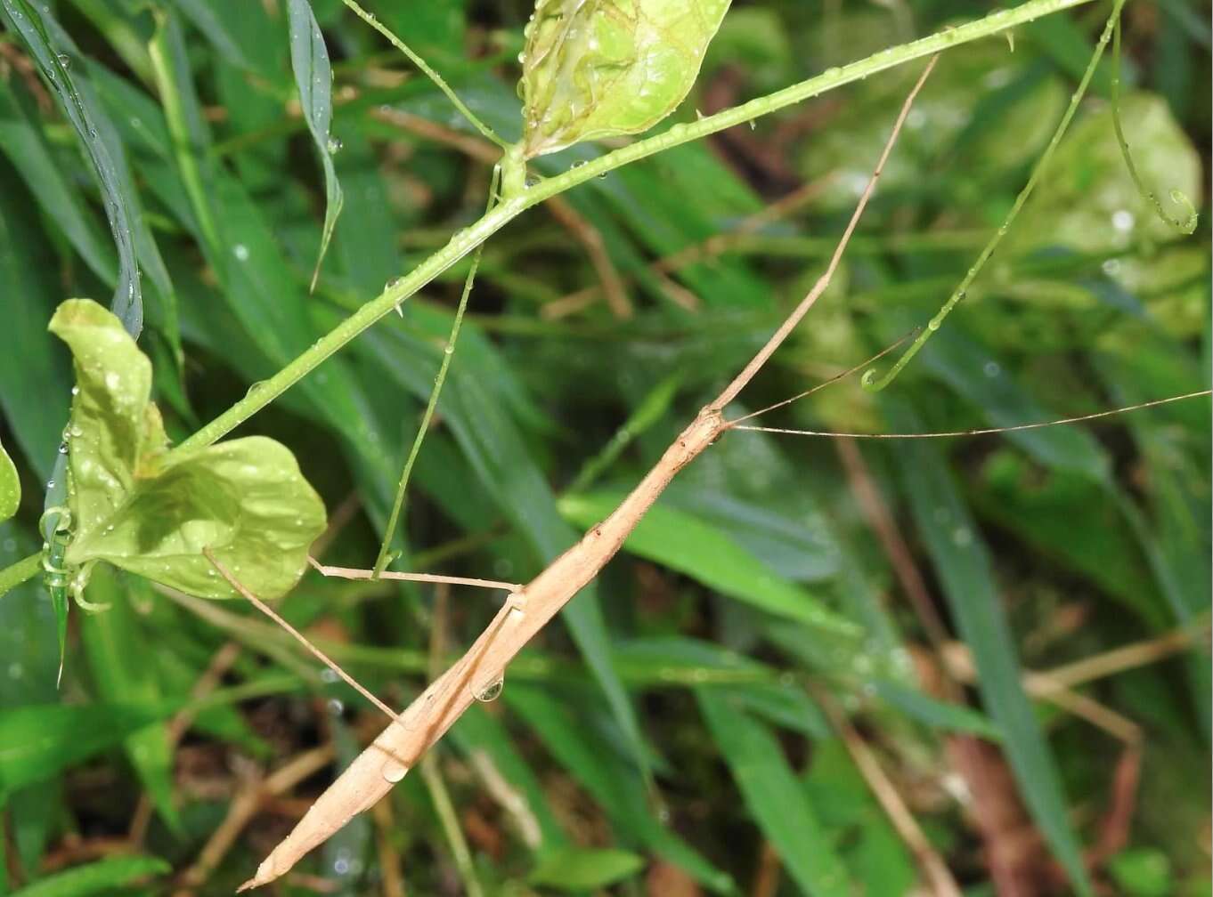 Image of Stick insect