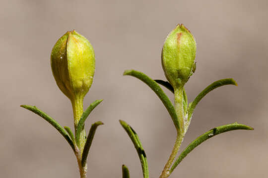 Image de <i>Oenothera gayleana</i>