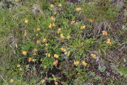 Image of Anthyllis vulneraria subsp. boissieri (Sagorski) Bornm.
