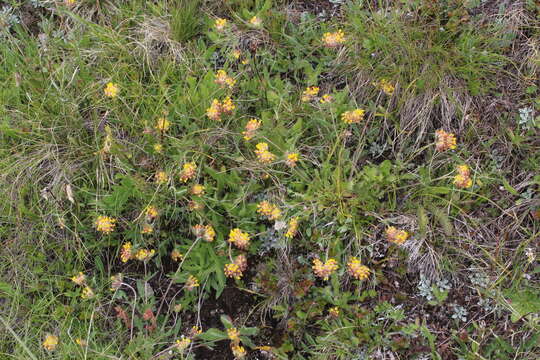 Plancia ëd Anthyllis vulneraria subsp. boissieri (Sagorski) Bornm.