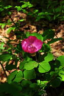 Image of Paeonia daurica Andrews