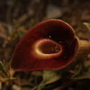 Image de Aristolochia karwinskii Duch.