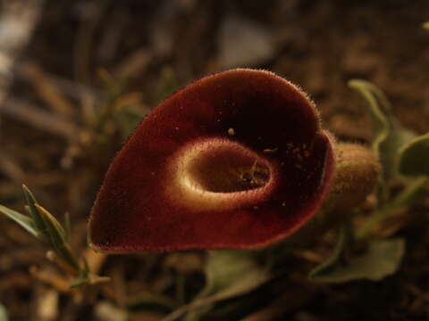 Image de Aristolochia karwinskii Duch.