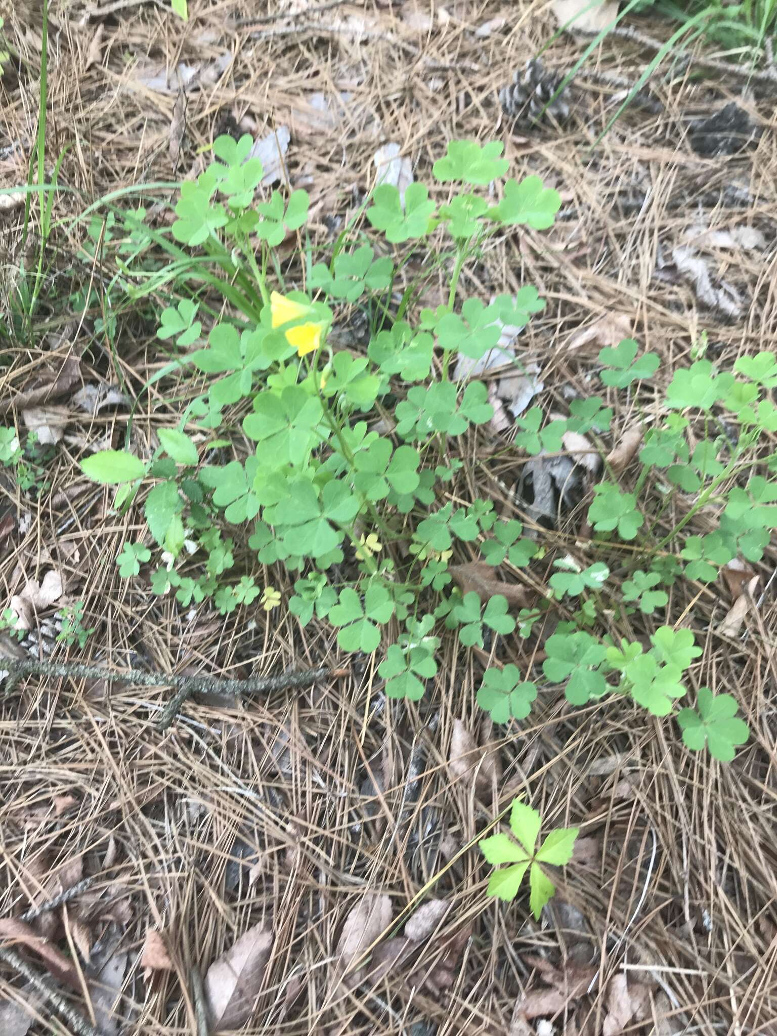 Sivun Oxalis priceae subsp. texana (Small) Eiten kuva