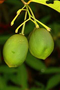 Image of Physena madagascariensis Steud.