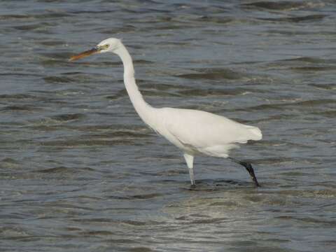 Image of Egretta gularis schistacea (Hemprich & Ehrenberg 1828)