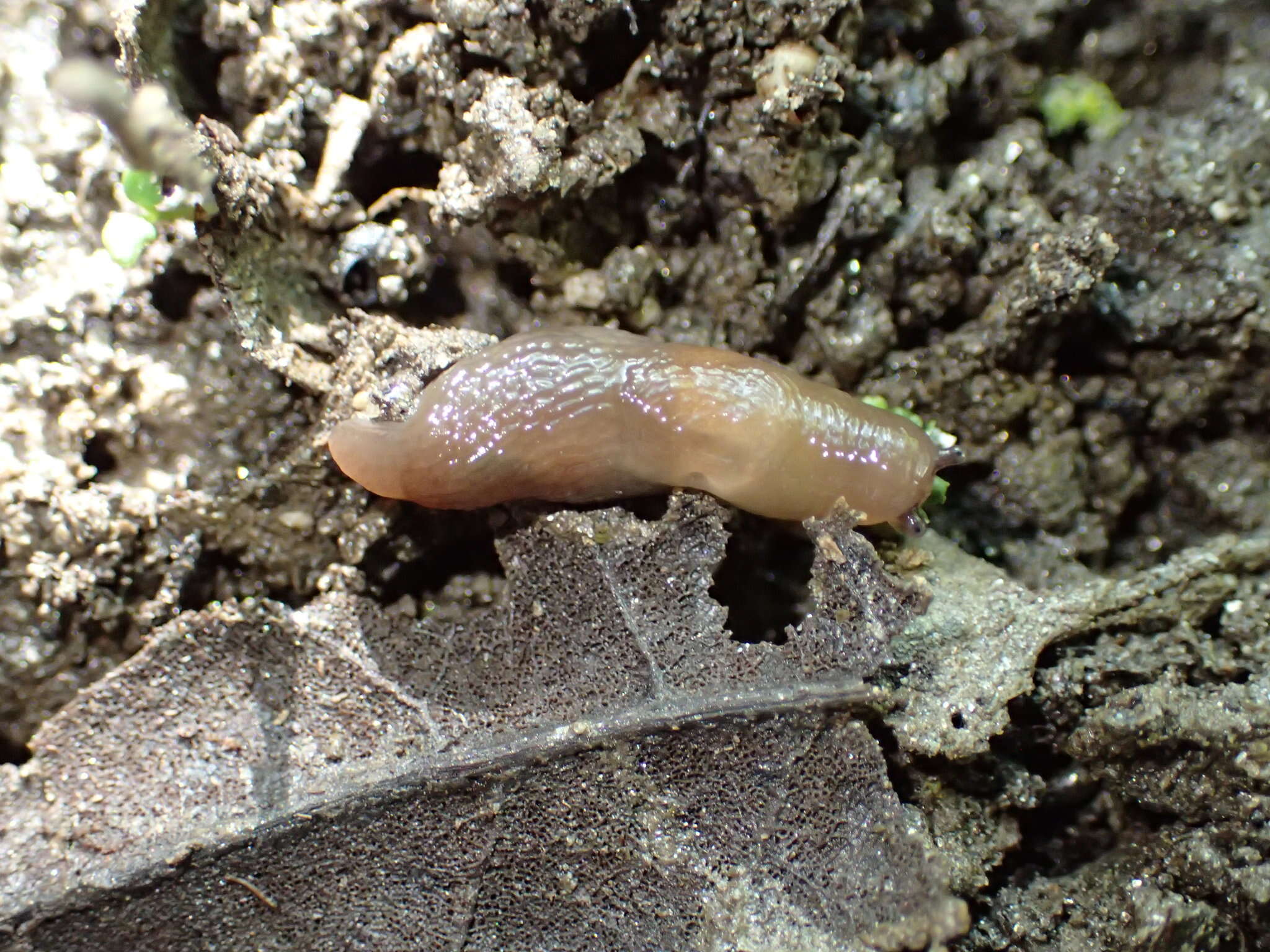 Image of Brown Slug