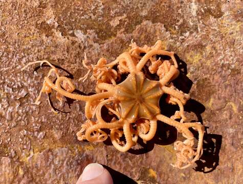 Gorgonocephalus arcticus Leach 1819 resmi